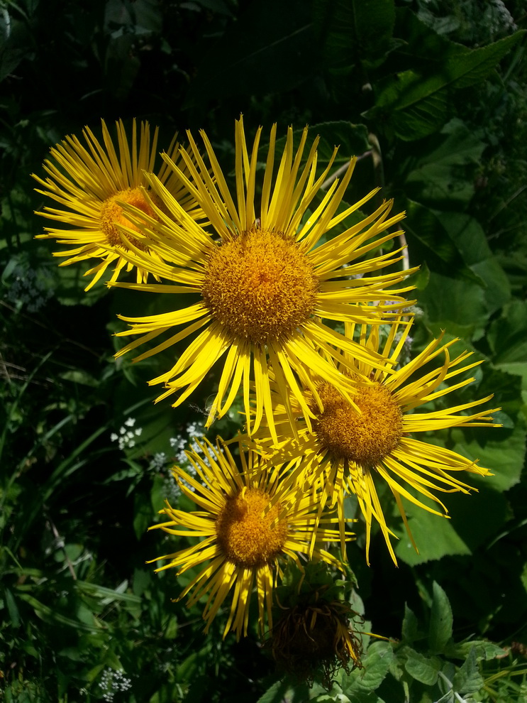 Изображение особи Inula helenium.