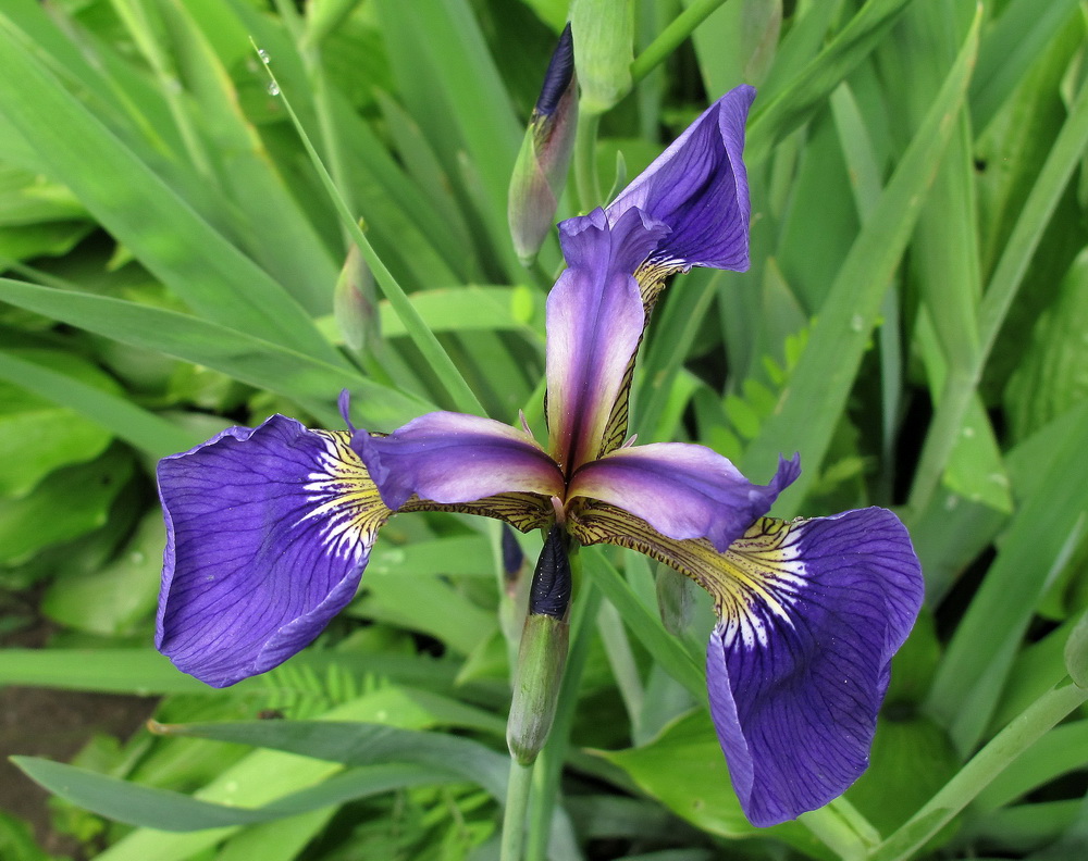 Image of Iris setosa specimen.