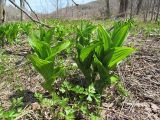 Veratrum grandiflorum