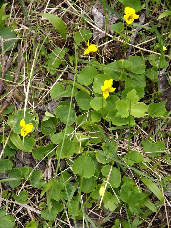 Изображение особи Viola biflora.