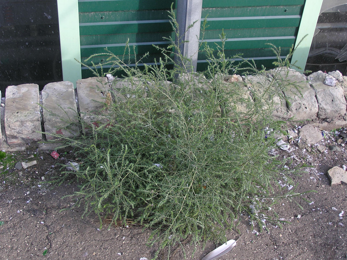 Image of Salsola collina specimen.