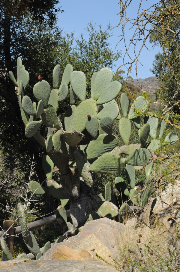 Изображение особи Opuntia ficus-indica.