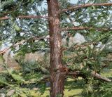 familia Taxodiaceae. Средняя часть ствола молодого дерева. Германия, г. Дюссельдорф, Ботанический сад университета. 10.03.2014.