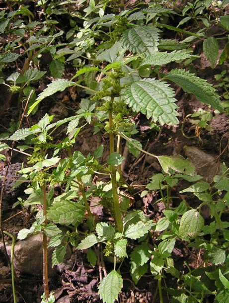 Image of Pilea mongolica specimen.