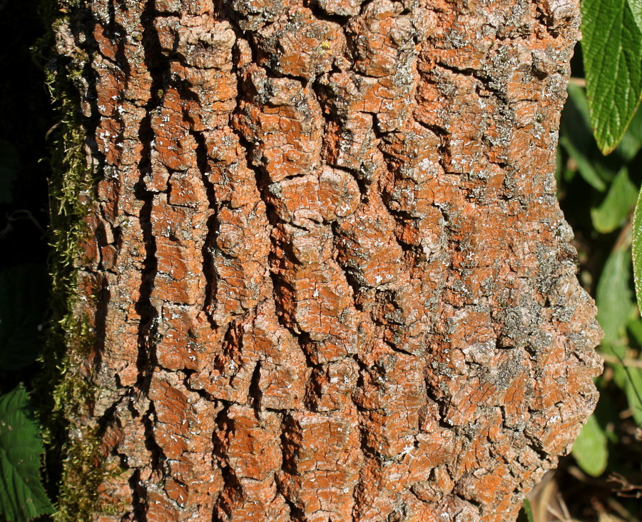 Image of Fraxinus bungeana specimen.