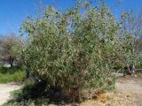 Salvadora persica. Вегетирующее растение у подножья склона восточной экспозиции. Израиль, впадина Мёртвого моря, окр. Кумрана. 30.01.2014.