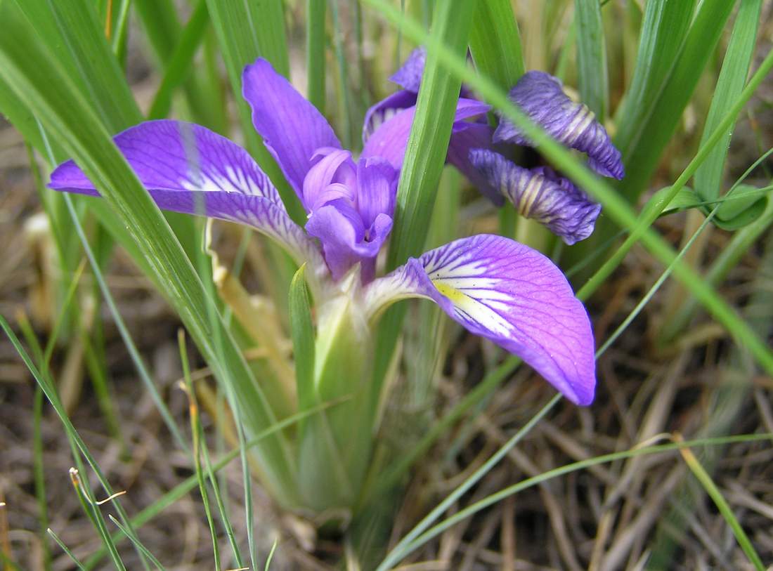 Image of Iris ludwigii specimen.