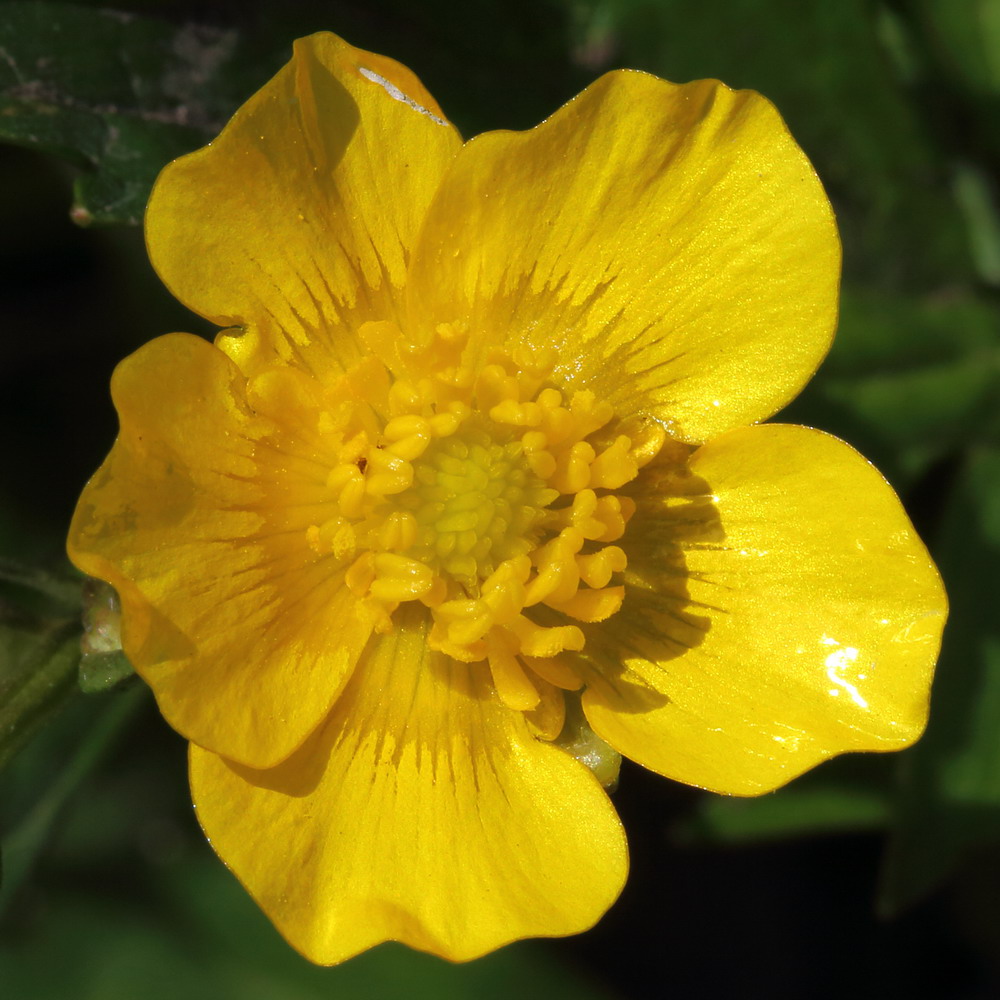 Image of Ranunculus repens specimen.