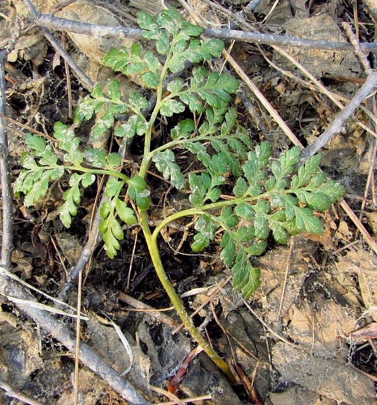 Изображение особи Botrychium robustum.