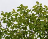 Sinowilsonia henryi. Ветви верхней части кроны. Германия, г. Дюссельдорф, Ботанический сад университета. 28.04.2014.