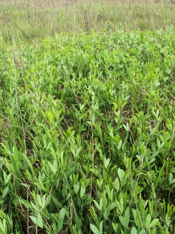 Image of Lathyrus tuberosus specimen.