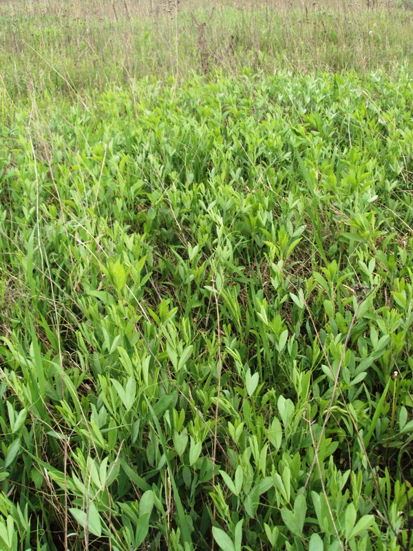 Изображение особи Lathyrus tuberosus.