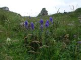 Aconitum nasutum