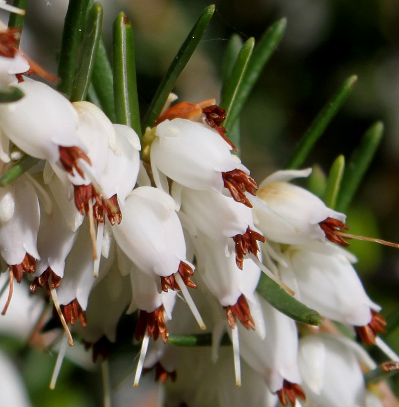 Image of Erica carnea specimen.