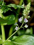 Veronica anagallis-aquatica. Средняя часть побега с соцветием. Германия, г. Дюссельдорф, Ботанический сад университета. 04.05.2014.