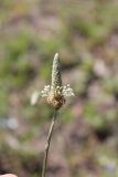 Plantago lanceolata
