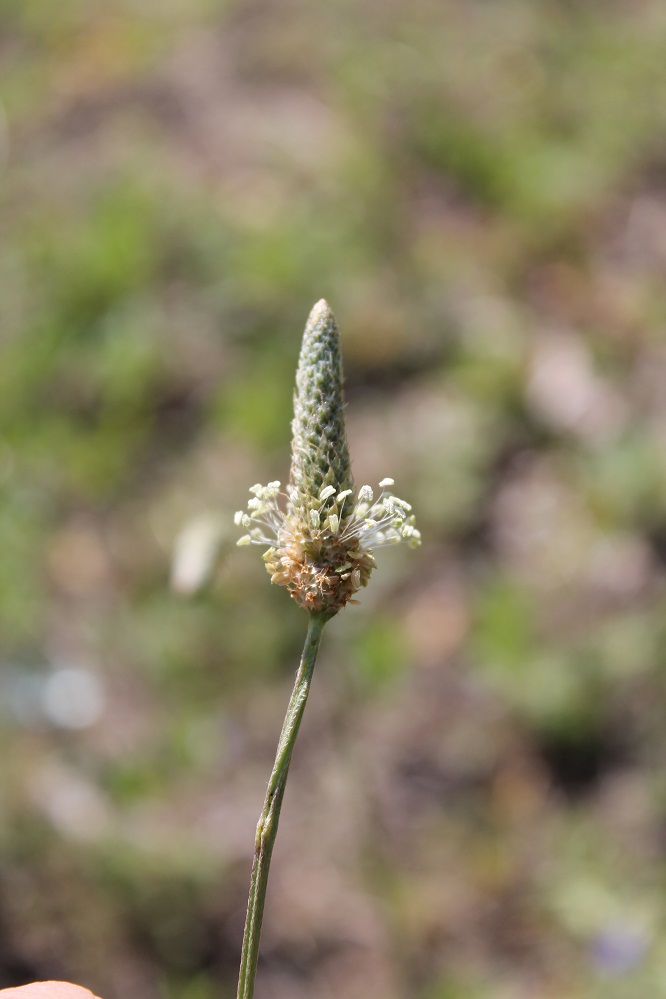 Изображение особи Plantago lanceolata.