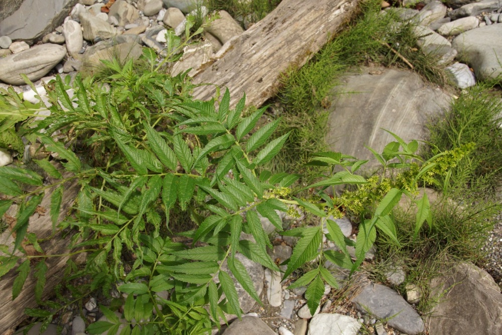 Image of Datisca cannabina specimen.