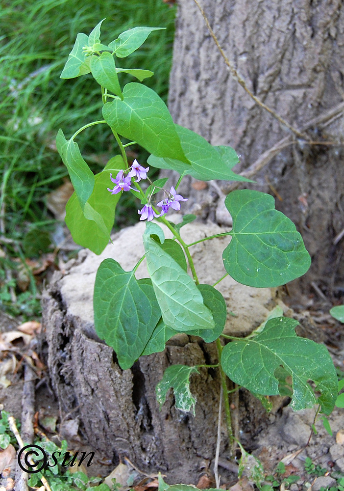 Изображение особи Solanum dulcamara.