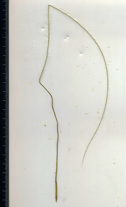 Image of Stipa pulcherrima specimen.