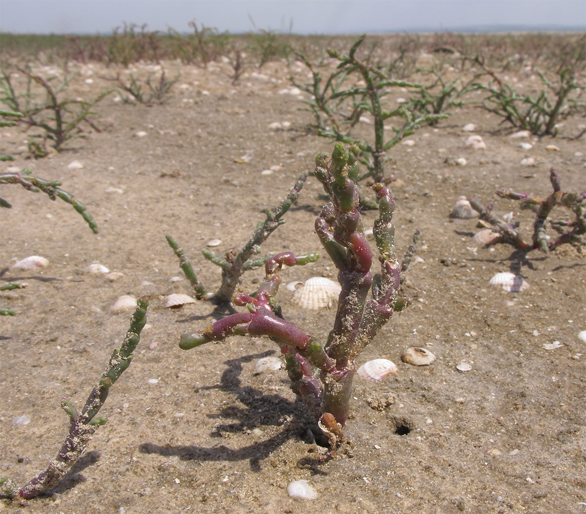 Image of Salicornia perennans specimen.
