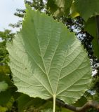 Tilia mandshurica