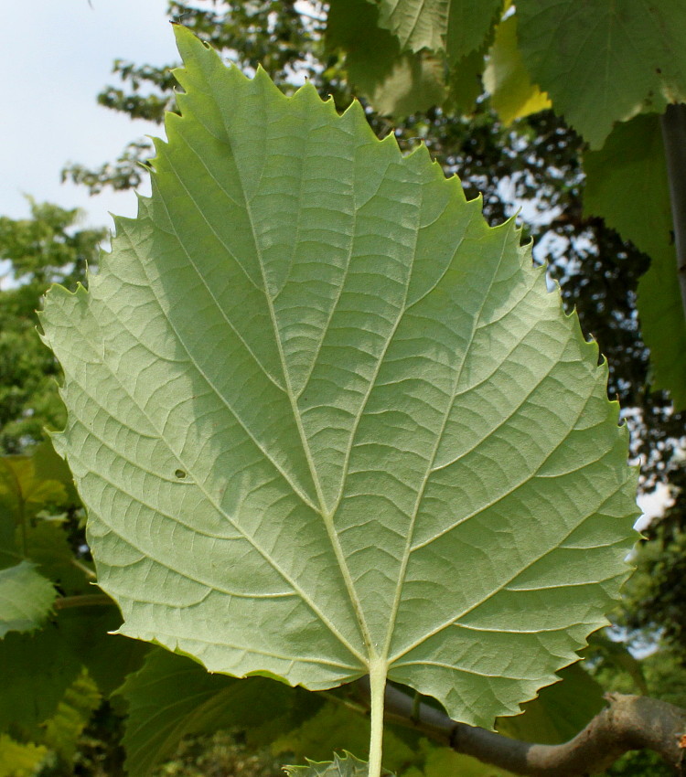 Image of Tilia mandshurica specimen.