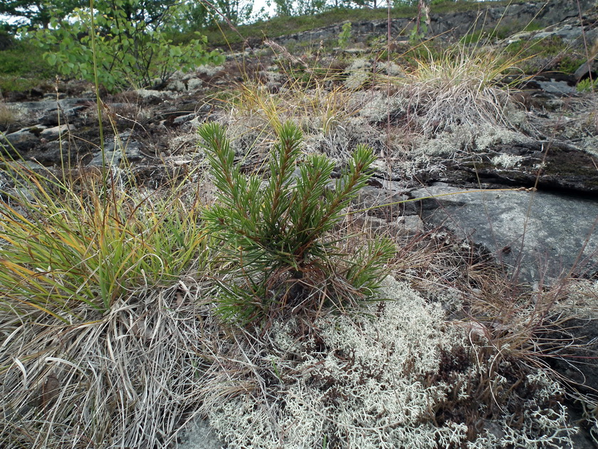 Изображение особи Pinus friesiana.