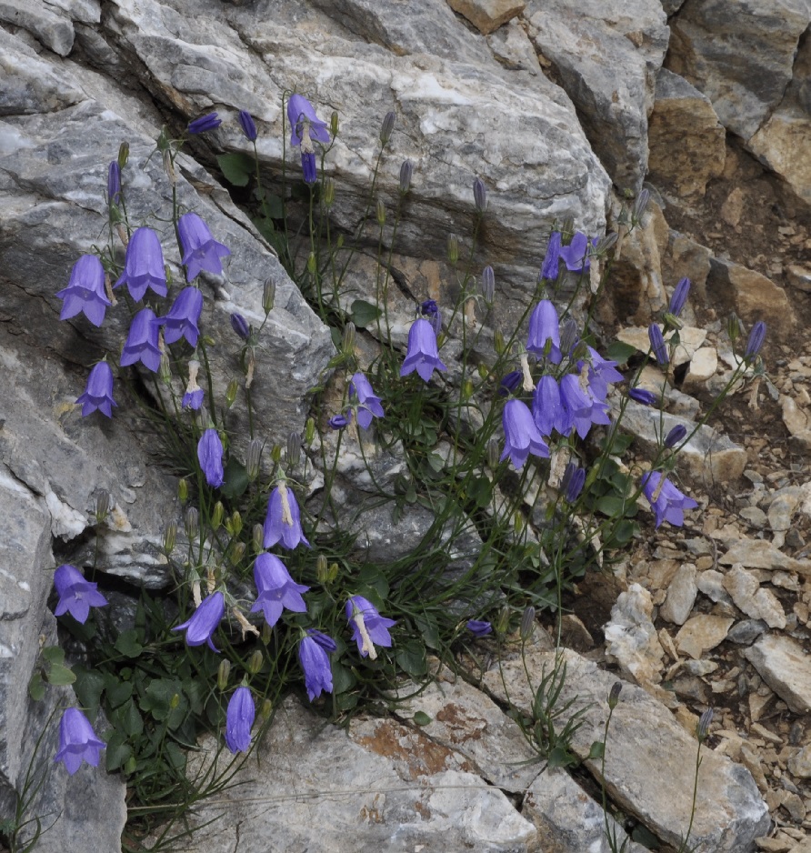 Image of Campanula rotundifolia specimen.