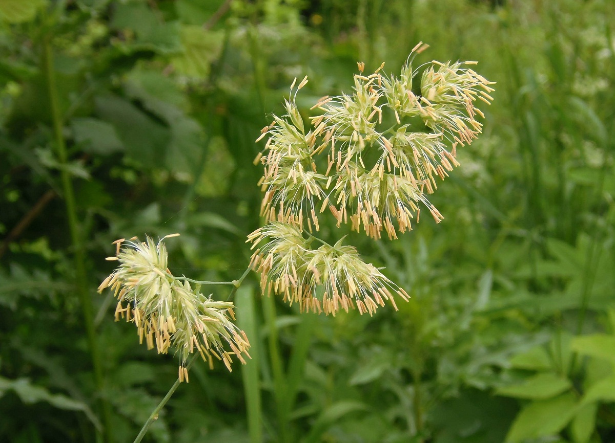 Изображение особи Dactylis glomerata.