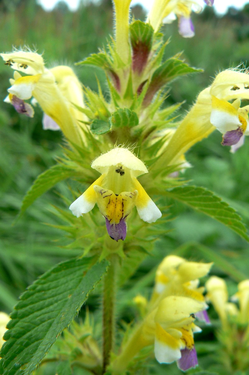 Изображение особи Galeopsis speciosa.