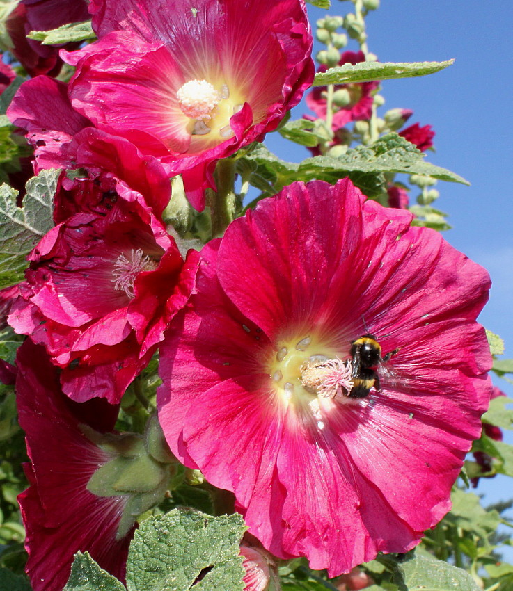Изображение особи Alcea rosea.