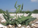 Lactuca tatarica. Зацветающее растение. Краснодарский край, м/о Анапа, окр. ст. Благовещенская, Кизилташский лиман, коса Голенькая, ракушечный пляж. 09.08.2014.