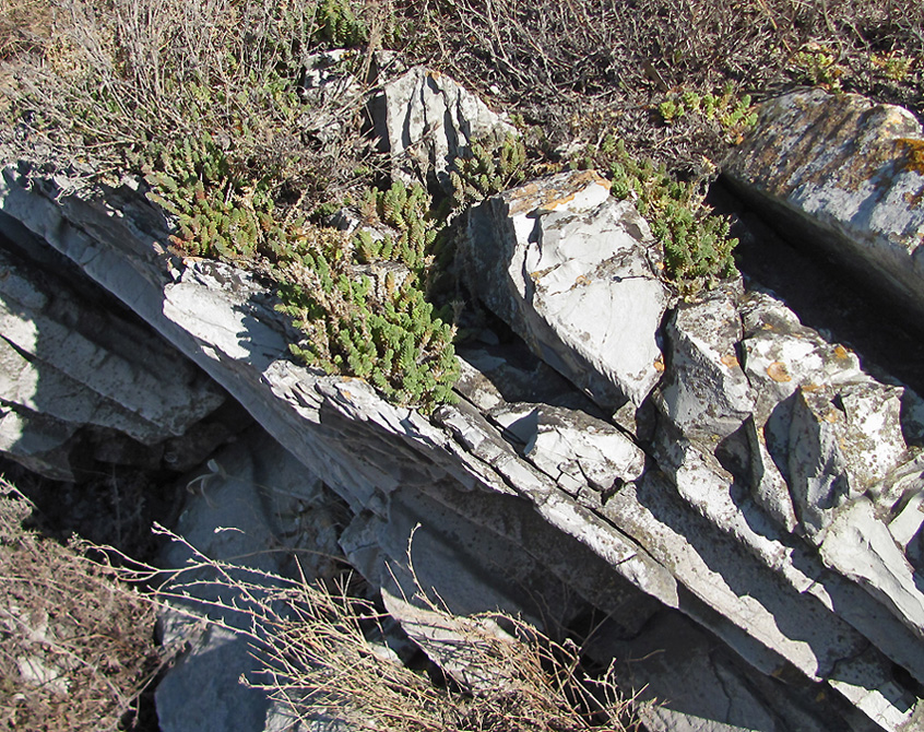 Image of Sedum acre specimen.