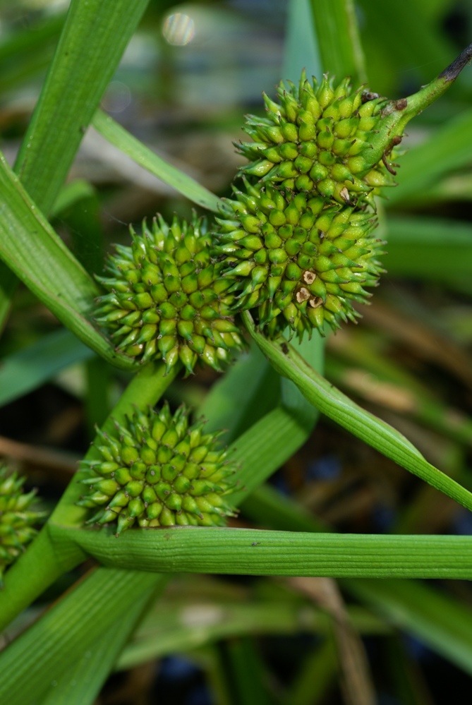 Изображение особи Sparganium japonicum.