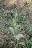 Verbascum thapsus