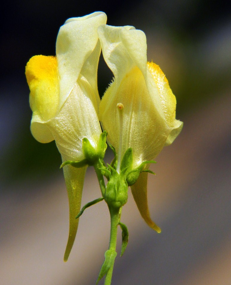 Image of Linaria vulgaris specimen.