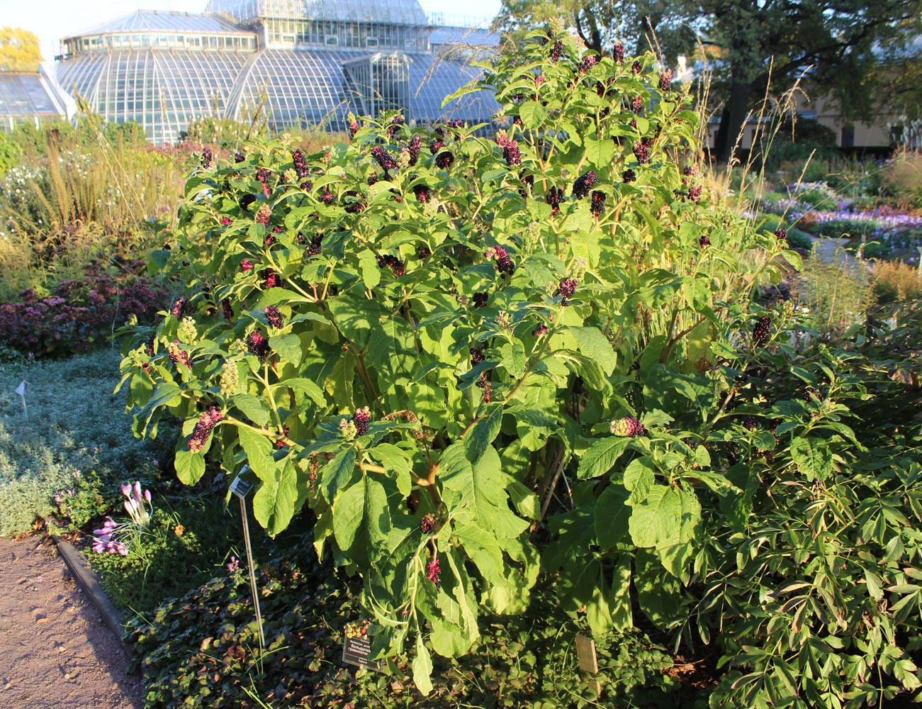 Image of Phytolacca acinosa specimen.