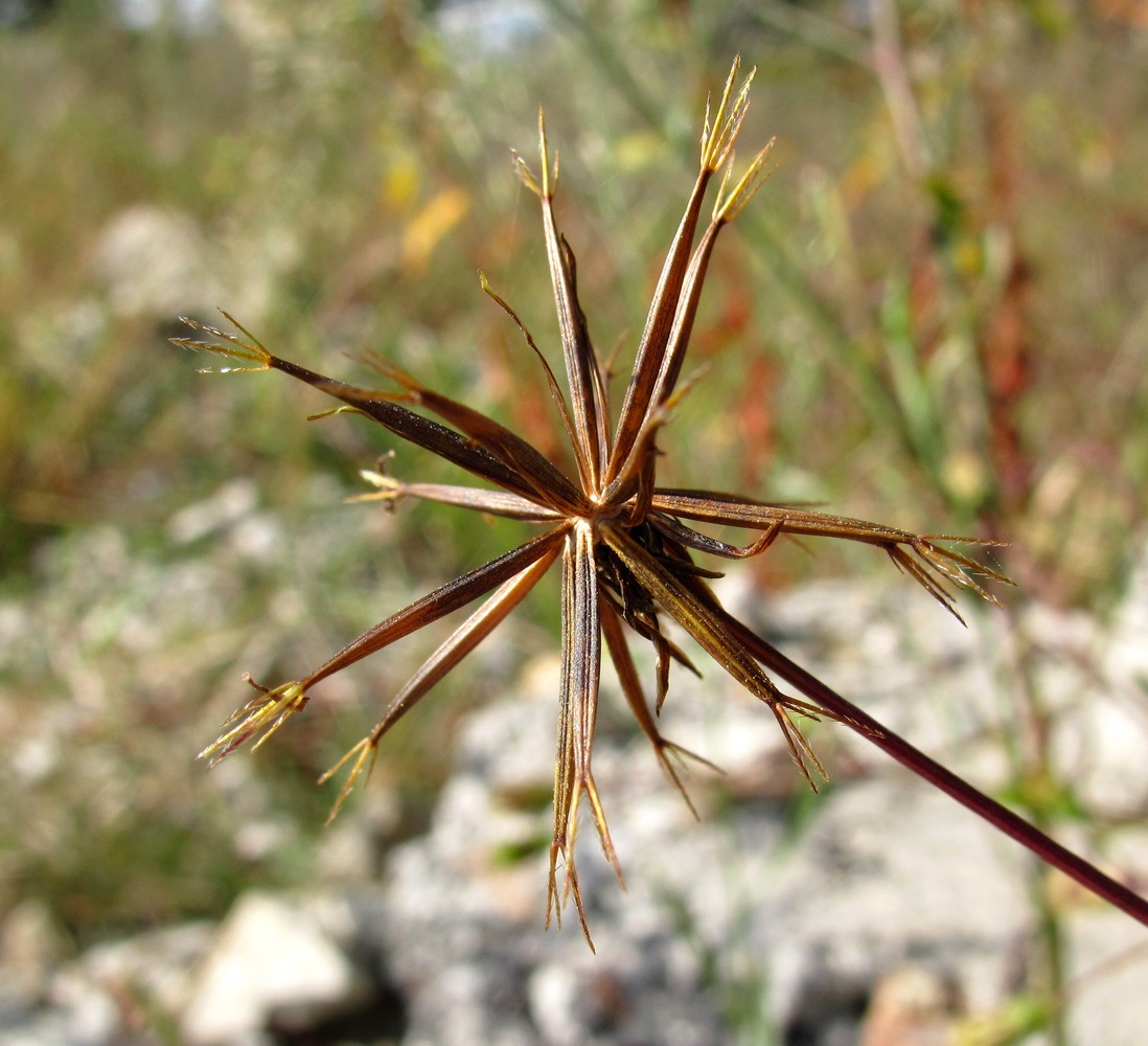 Изображение особи Bidens bipinnata.