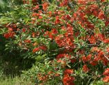 Chaenomeles japonica. Часть кроны цветущего растения. Московская обл., Раменский р-н, окр. дер. Хрипань, садовый участок. 19.05.2014.