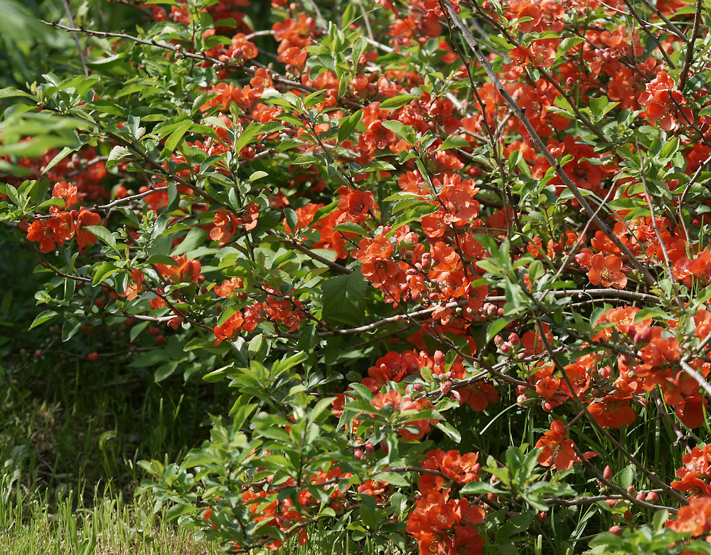 Image of Chaenomeles japonica specimen.