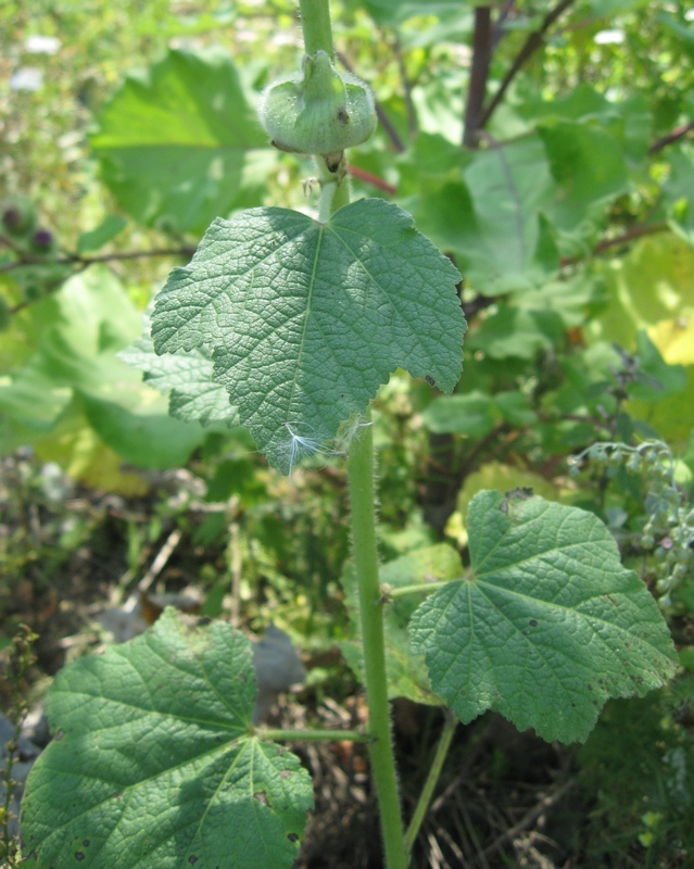 Image of Alcea rosea specimen.