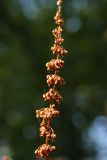 Rumex obtusifolius