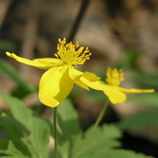 Image of Anemone ranunculoides specimen.