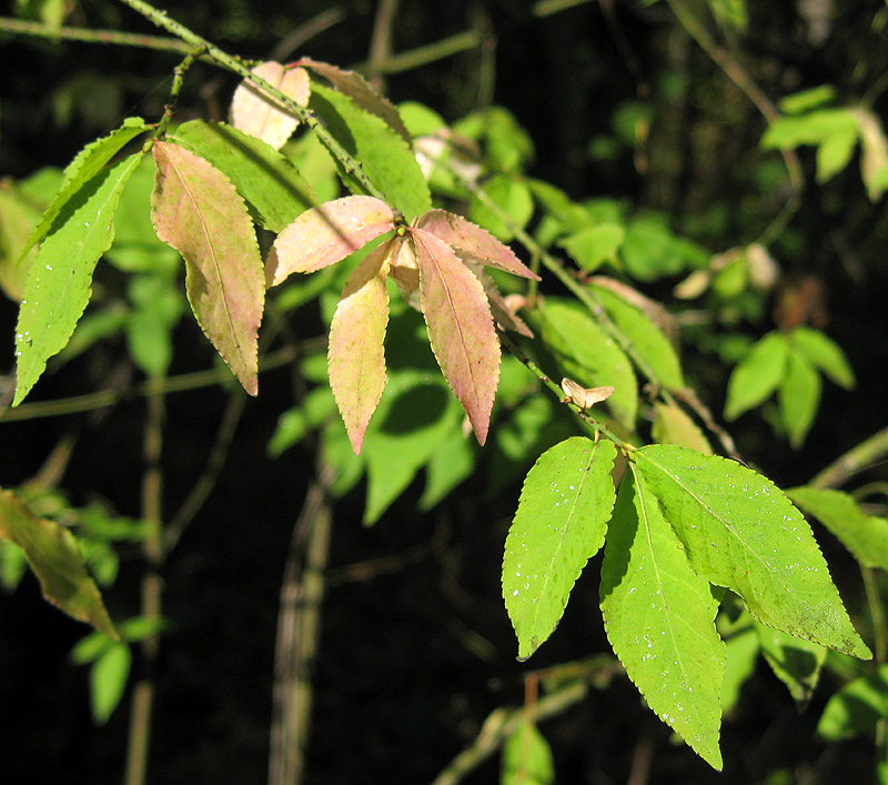 Изображение особи Euonymus verrucosus.