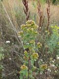 Inula conyza