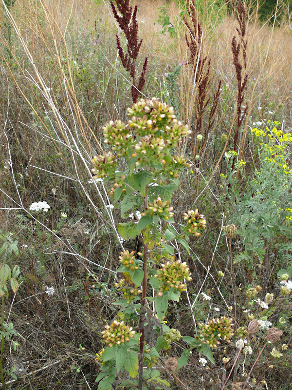 Изображение особи Inula conyza.