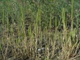 Phleum paniculatum