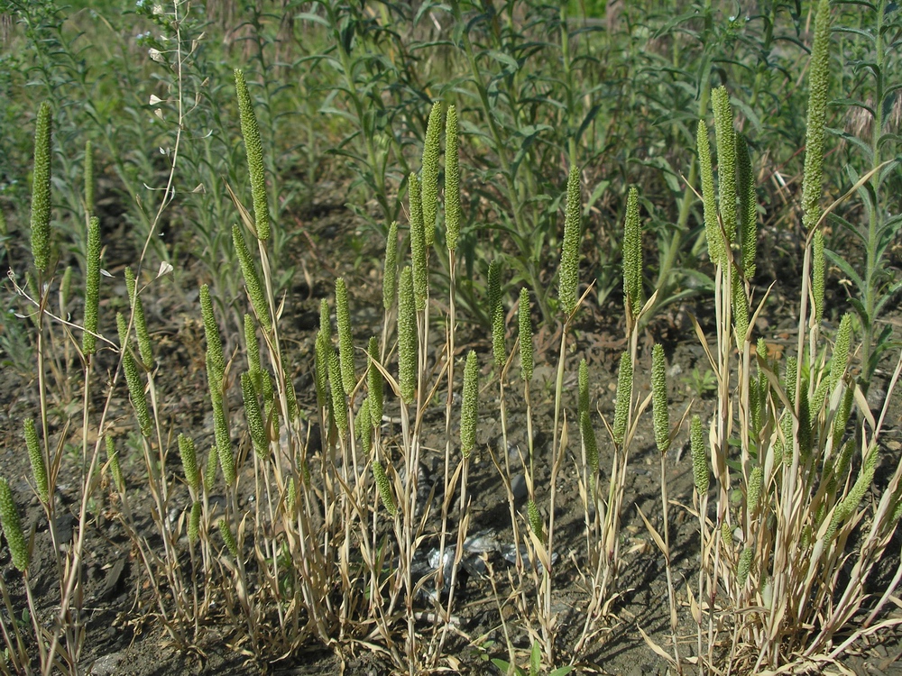 Изображение особи Phleum paniculatum.