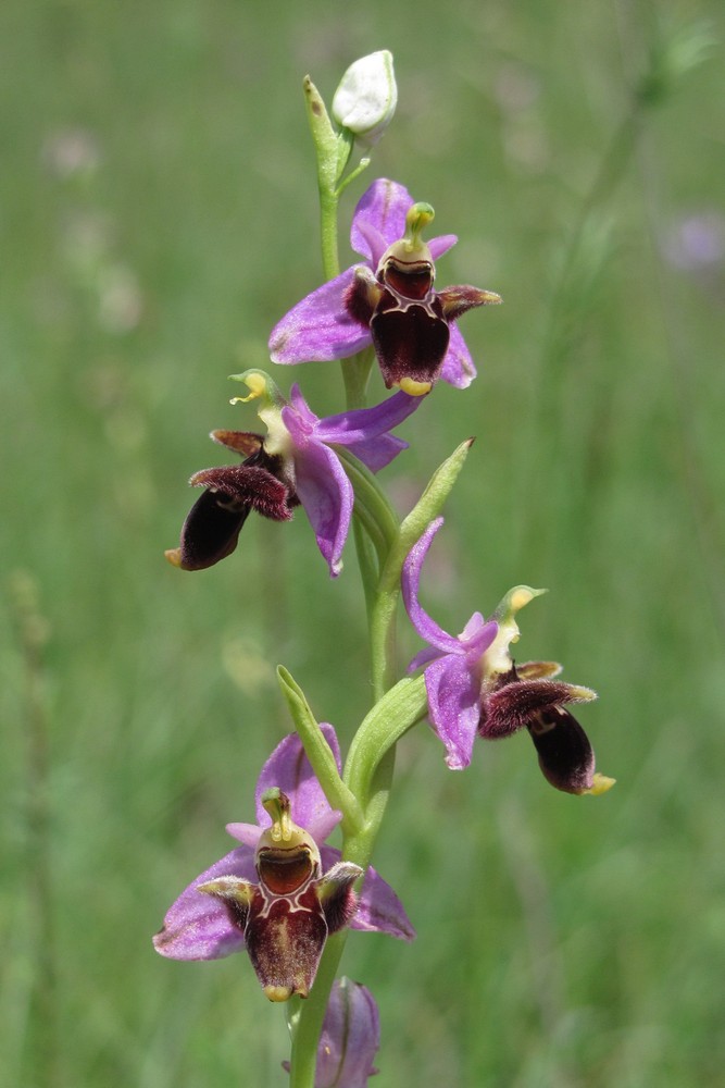 Изображение особи Ophrys oestrifera.